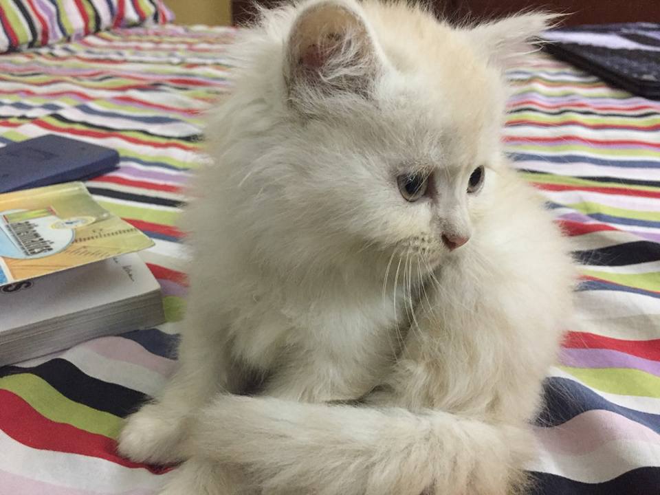 Pure persian kittens available for sale