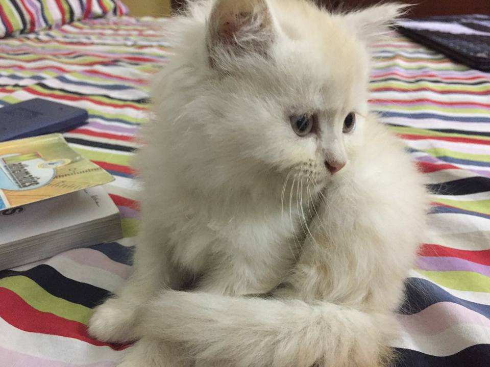 Pure persian kittens available for sale