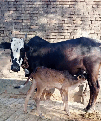 Cows For Sale