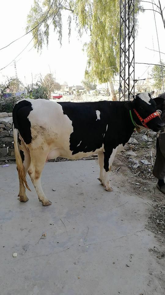 Freesian Cross Heifer Cow(