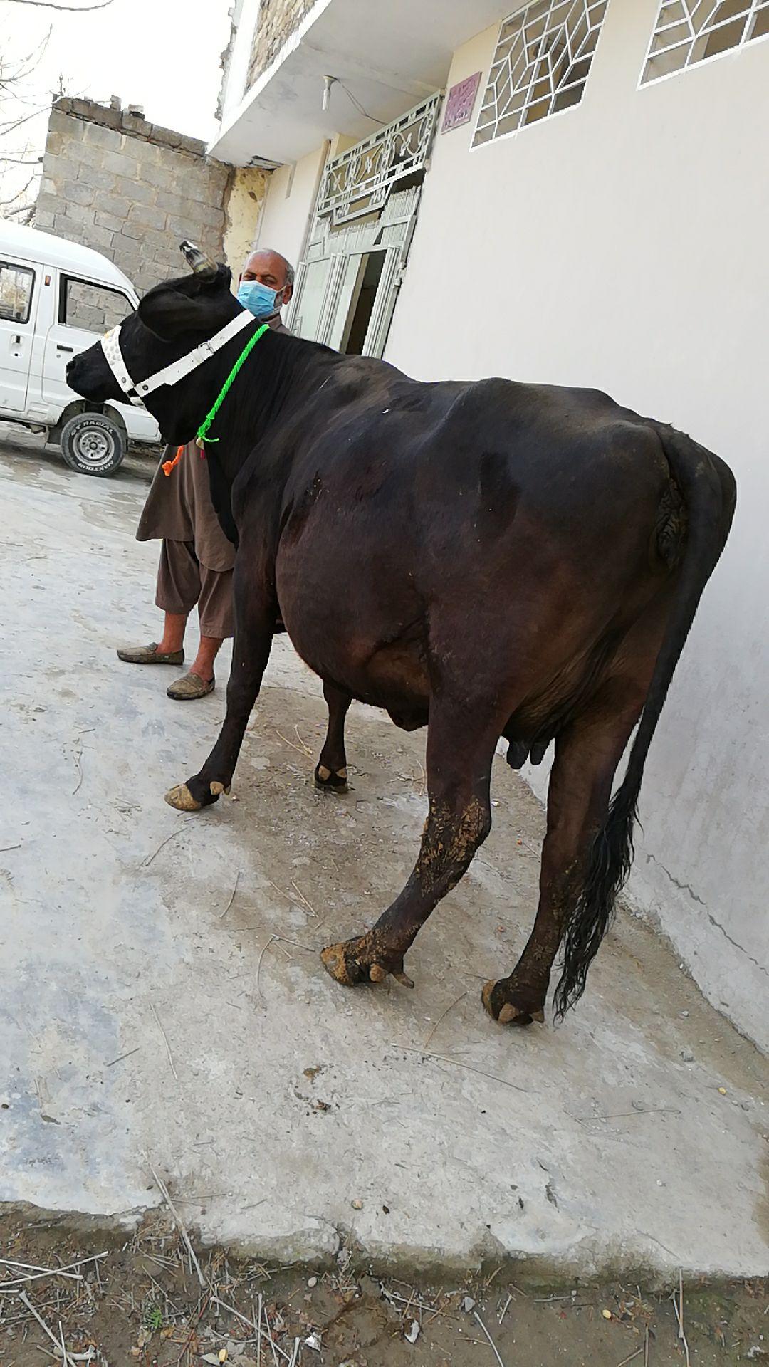Cross Breed cow for sale