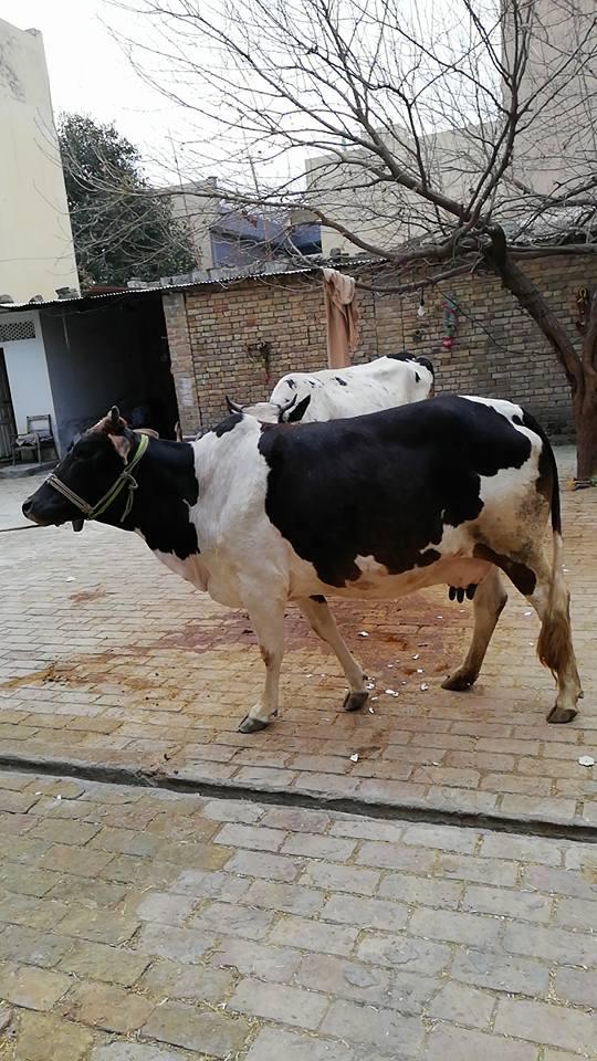 Freesion Saiwal cross cow(Pregnant)