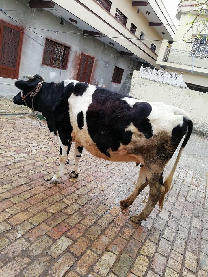 cow for sale