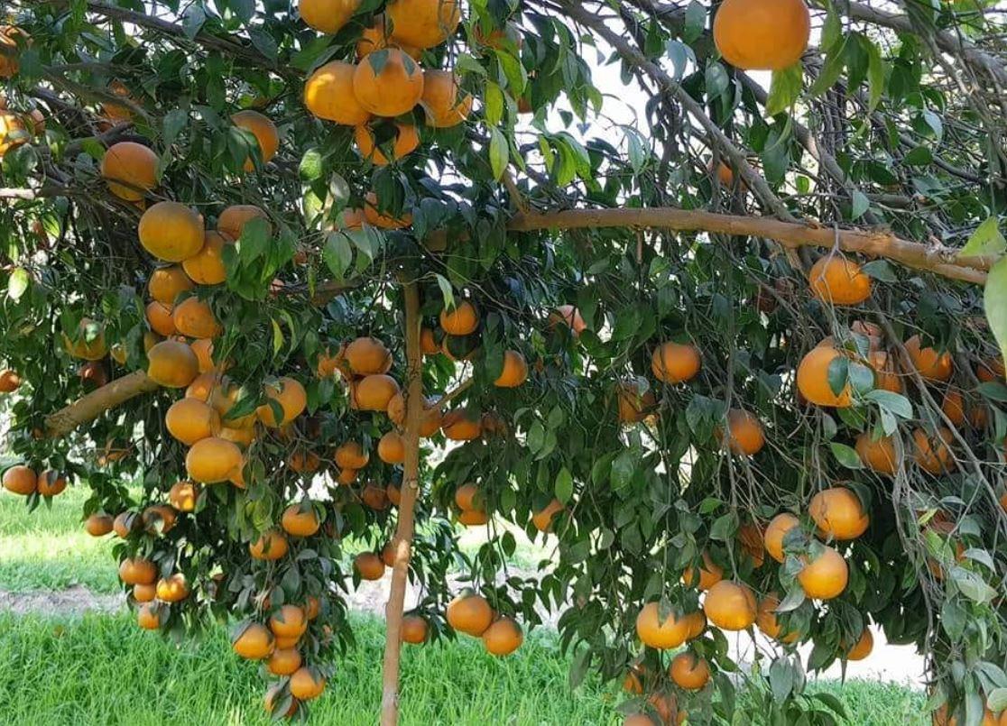 Orange Garden for Sale