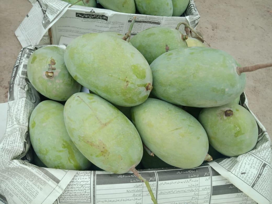 Fresh Mango For Sale Delivering all over the Pakistan Kisanlink