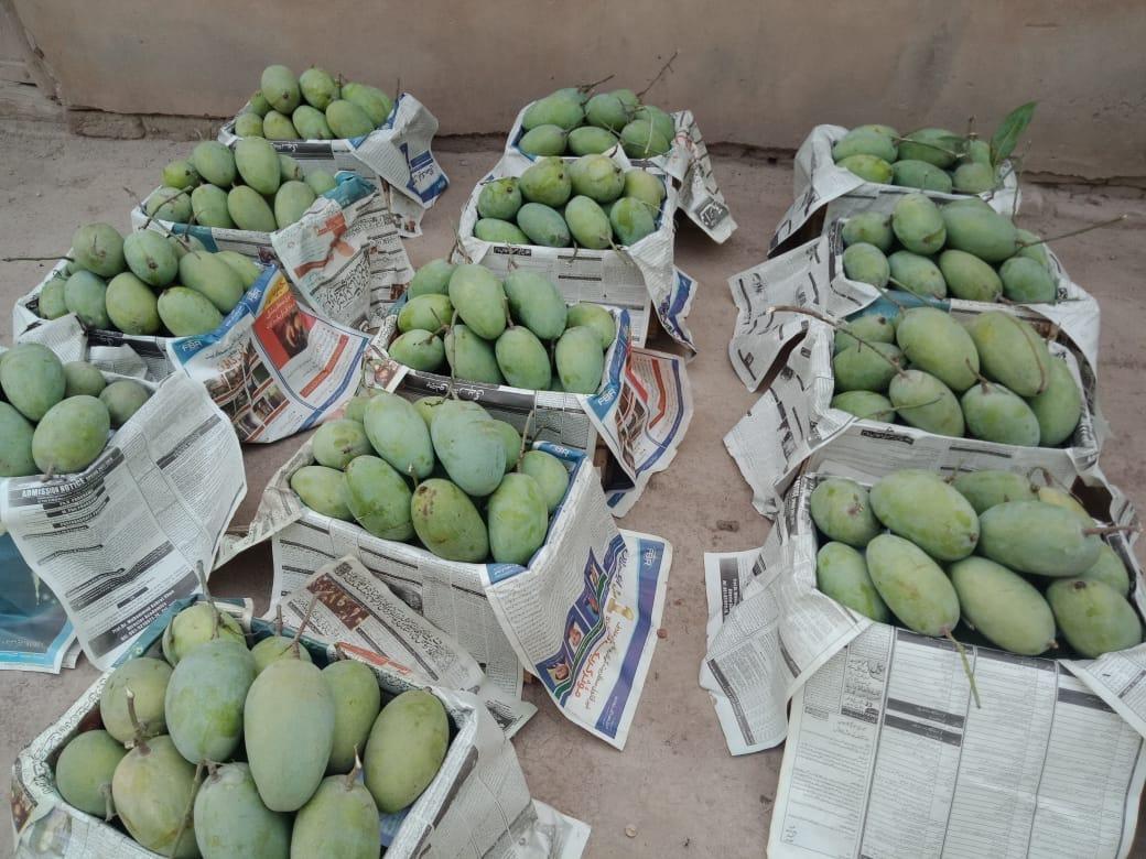 Fresh Mango For Sale Delivering all over the Pakistan Kisanlink