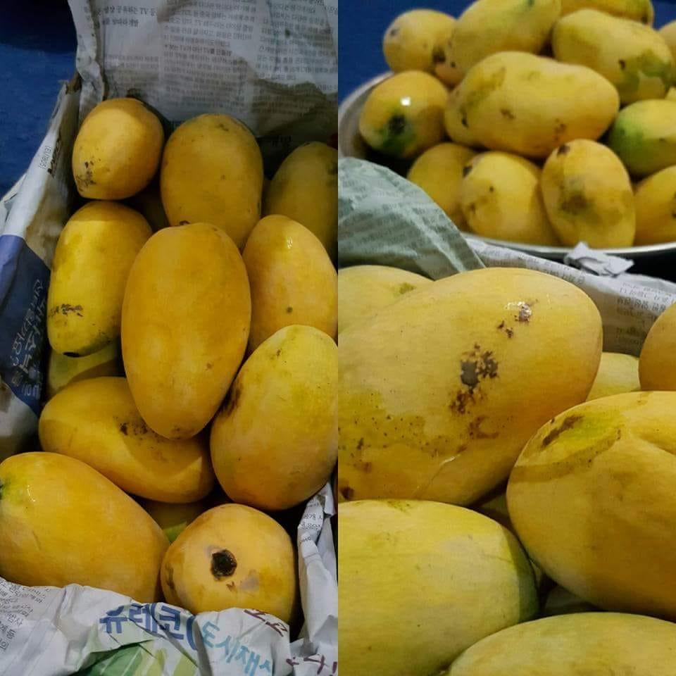 Fresh Mango For Sale Delivering all over the Pakistan Kisanlink