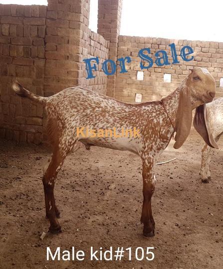 Jutt Goat Farm Male kid age 4.5 Months foer sale