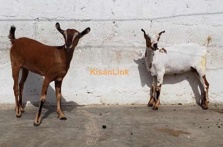 Goats Female Jori