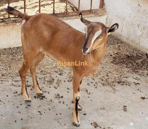 Goats Female Jori