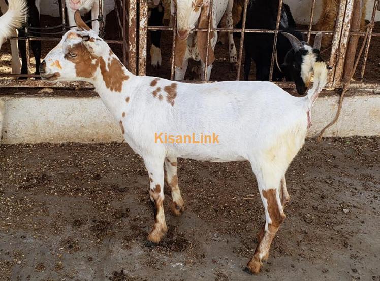 Goats Female Jori