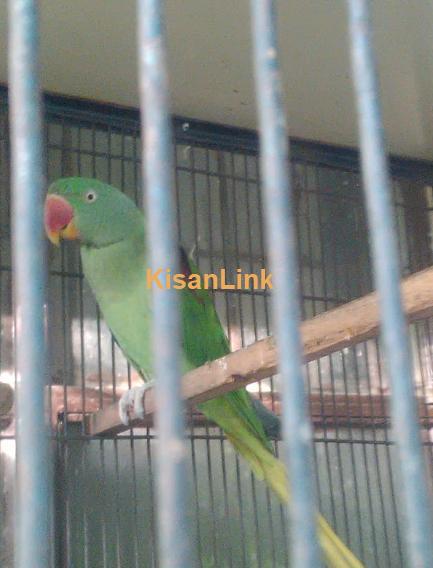 Raw parrot female for sale