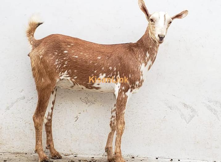 Barbari Female pregnant for sale