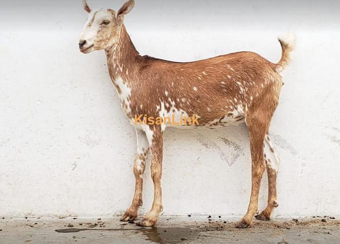 Barbari Female pregnant for sale