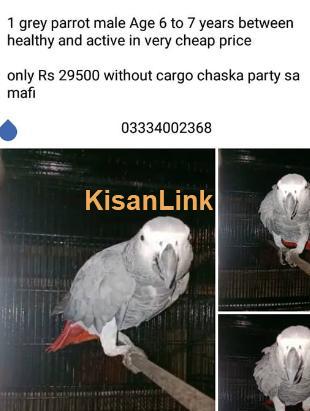 One Grey Parrot for sale