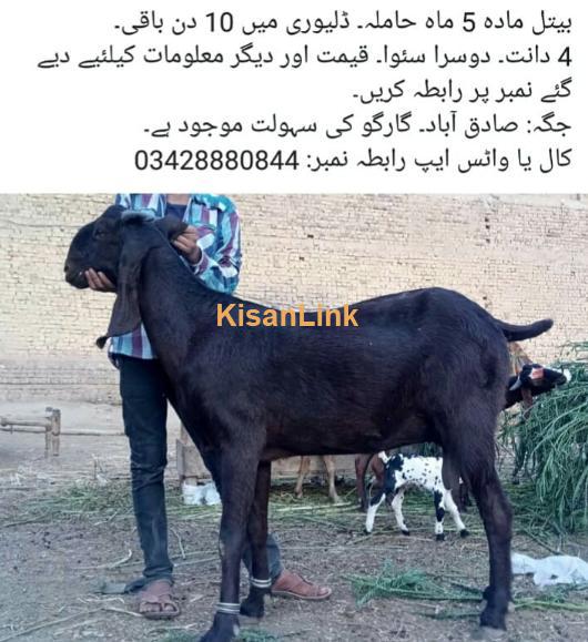 Beetal Female goat for sale