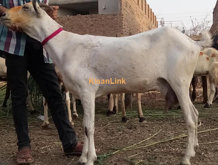 باربری مادہ ساتھ 2 بچے۔ بچے دونوں نر ہیں