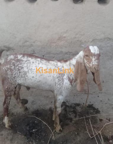 Makhi cheeny Kheery bakry for sale