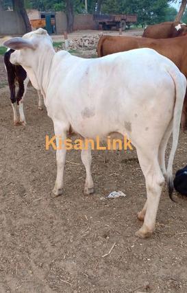 Dairy cow for sale