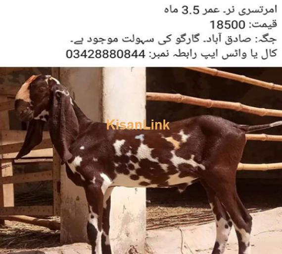 Amratsari male Goat for sale