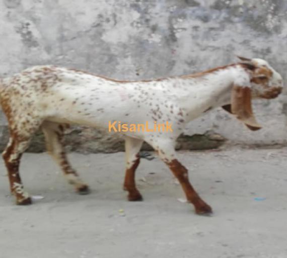 top quality Pure makhi cheena bakra for sale