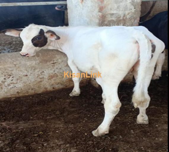 Dairy cow for sale