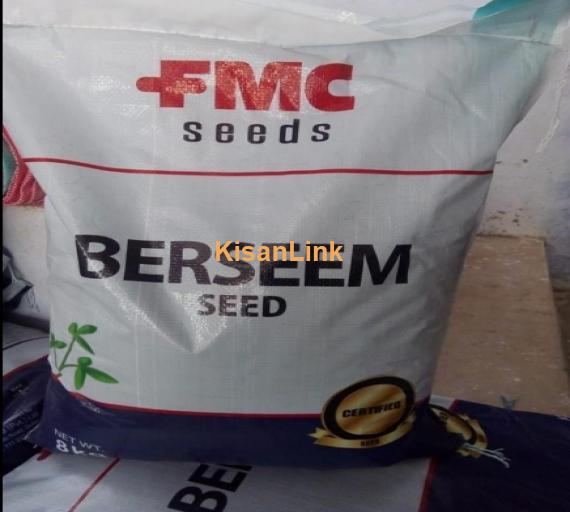 Berseem ka seed available ha