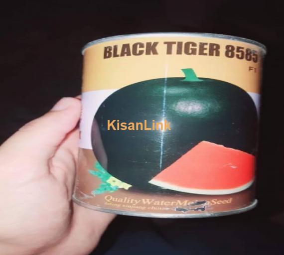 Black tiger tarboz 8585 F1 Xinjiang imported china