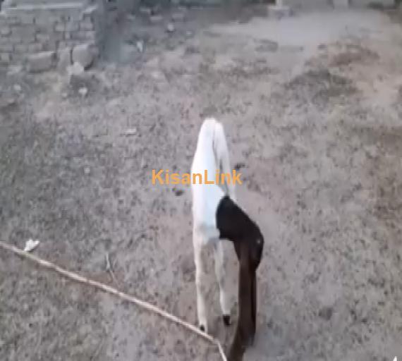 Rare Specie 100 Percent Pure Patairee Goat Male kid 18 inch Plus Ear Size available for sal