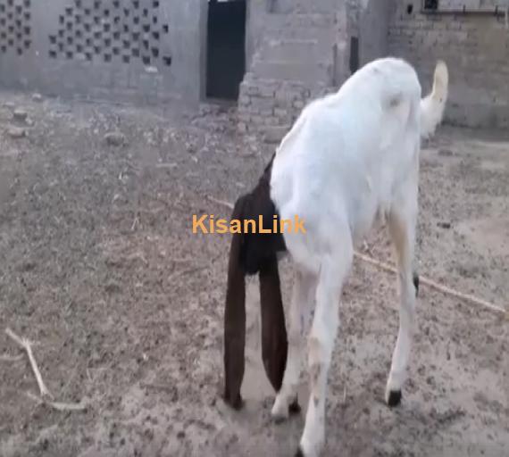 Rare Specie 100 Percent Pure Patairee Goat Male kid 18 inch Plus Ear Size available for sal