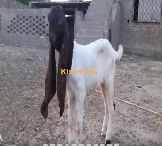 Rare Specie 100 Percent Pure Patairee Goat Male kid 18 inch Plus Ear Size available for sal