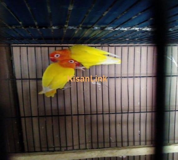 2 female for sale(red eye)