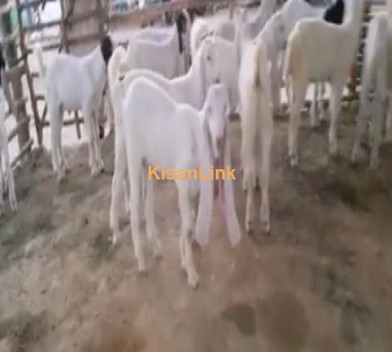 Supreme Quality Gulabi Goat Kids 3 Months Old available for sale