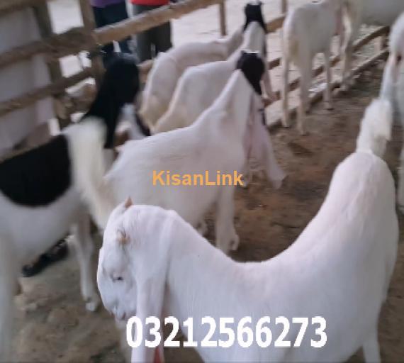 Supreme Quality Gulabi Goat Kids 3 Months Old available for sale