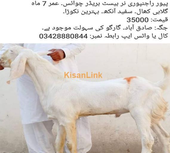 Pure ranjanpuri male for sale