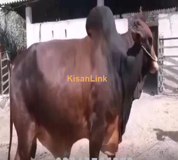 Extremely Beautiful Heavy Sahiwal Bull