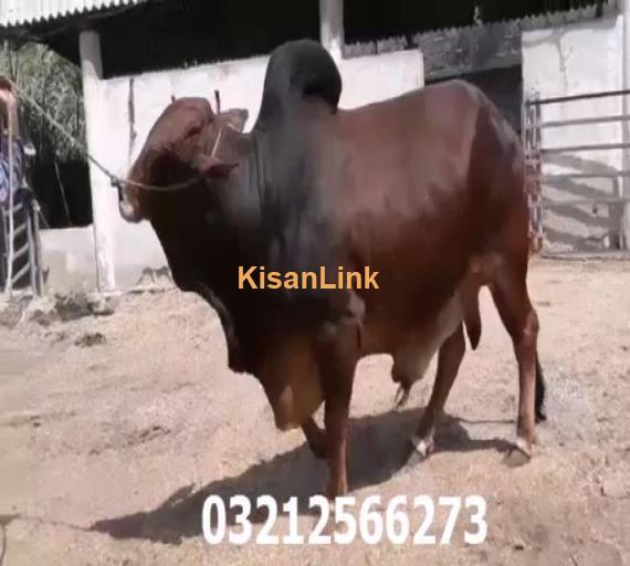 Extremely Beautiful Heavy Sahiwal Bull