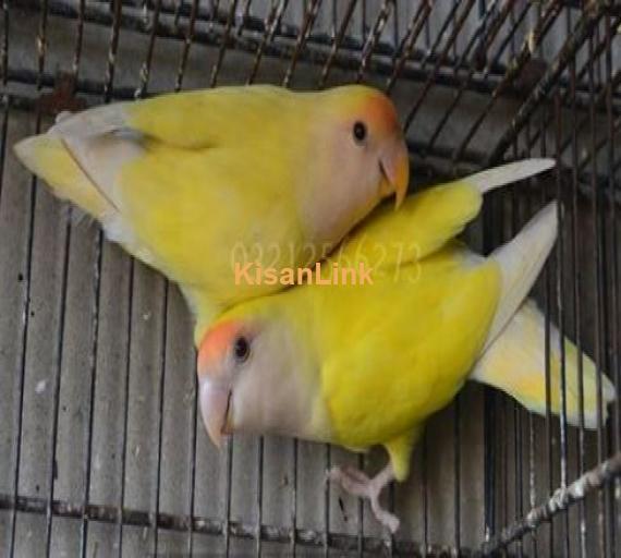 Extremely Beautiful Bonded Pair of CREAMINO Peach Faced Lovebirds available for sale