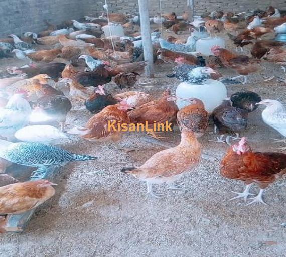 1000 to 1500 gram male golden misri chiks for rady to sale