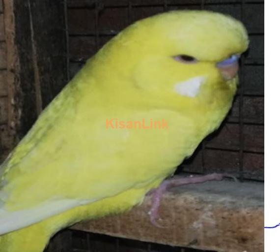 Exi red eye 2 male for sale active and healthy