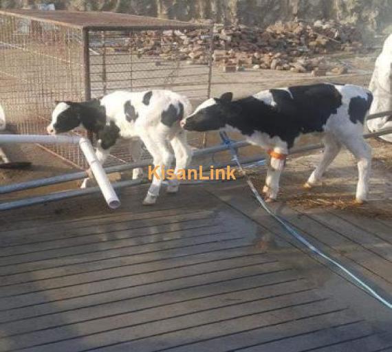 Dutch pedigreed male calves of one week
