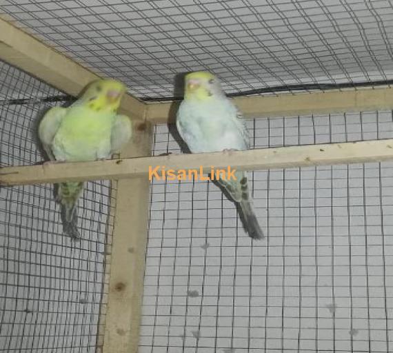 #Fellow breeder pair for sale all birds