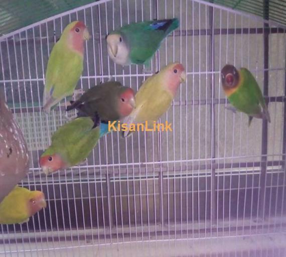 one breeder pair ( female common lotino or male peach face )  2 pair lutino peach face  one peice extra black mask  one big cage