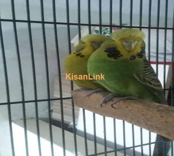 Under size exhi pair Male breeder female ready to 1st breed 100% for sale