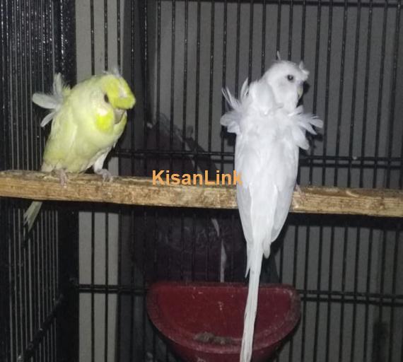 DF hogo pair for sale Female on laying