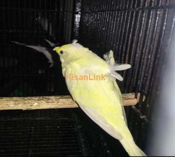 DF hogo pair for sale Female on laying