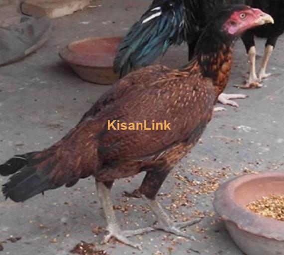 Home Breed Thai Cross  Aseel Madi For Sale