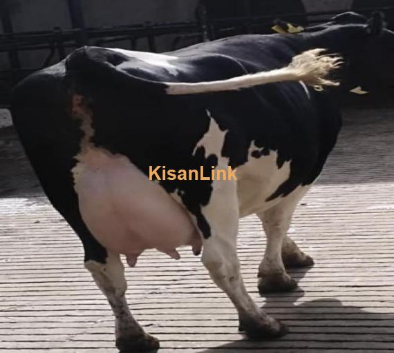 Freshly calved pure friesian  With female calf