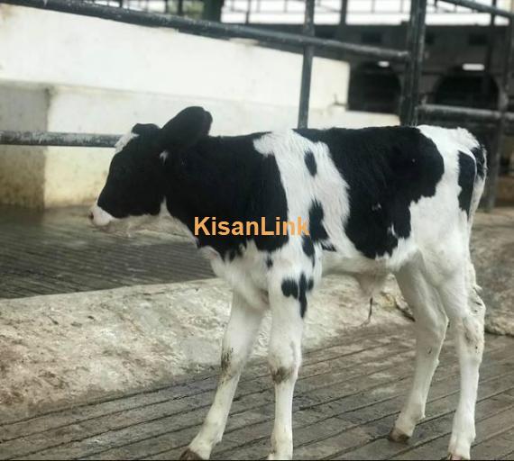 Newly born HF & Friesian female calves for sale
