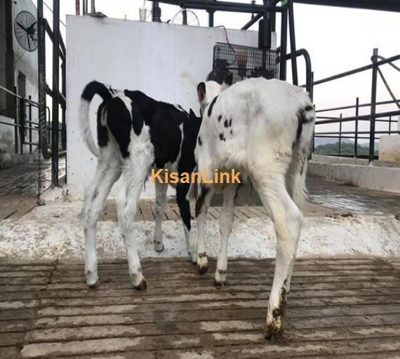 Newly born HF & Friesian female calves for sale